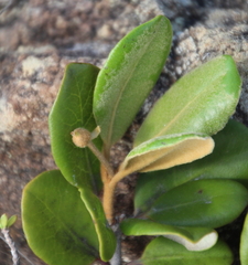 Pittosporum serpentinum