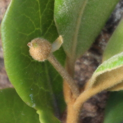 Pittosporum serpentinum