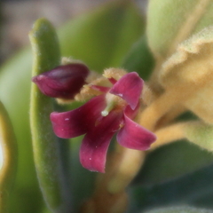Pittosporum serpentinum