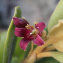 Pittosporum serpentinum
