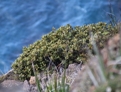 Pittosporum serpentinum