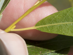 Salix lemmonii