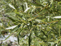 Salix lemmonii