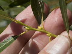 Salix lemmonii
