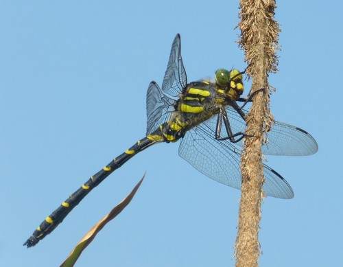 Golden-ringed Dragonfly
