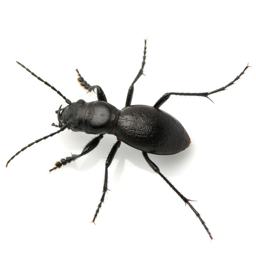 Audouin's Night-stalking Tiger Beetle photo 3