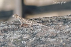 Tropidurus etheridgei