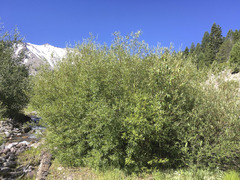 Salix lemmonii