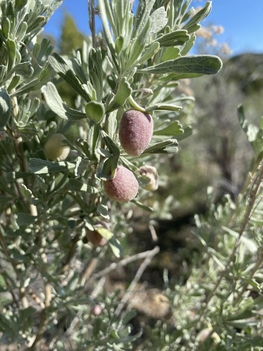 Unknown species found near Bannock County, ID, USA