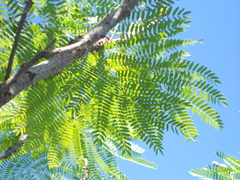 Leucaena greggii