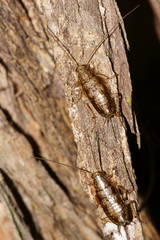 Parellipsidion latipenne