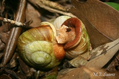 Polydontes imperator