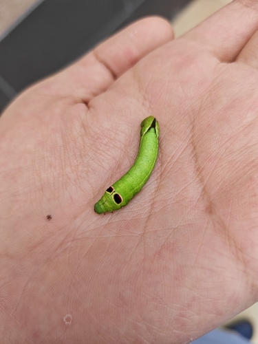 Lucas's Hawkmoth