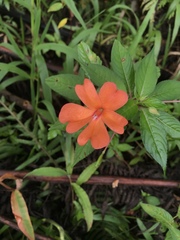 Impatiens