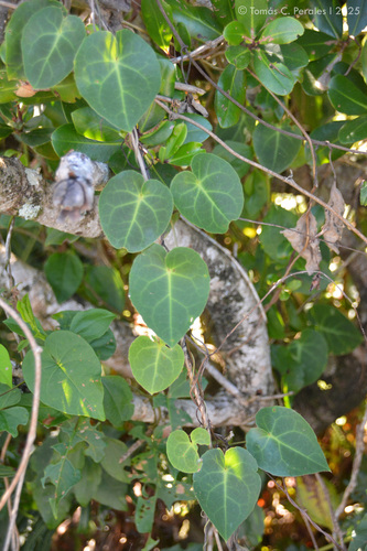 Stigmaphyllon ciliatum, photograph 5