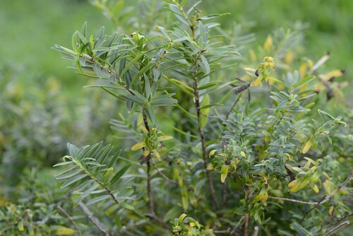 Veronica strictissima, photograph 3
