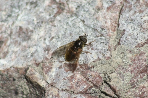 Unknown species found near Bannock County, ID, USA