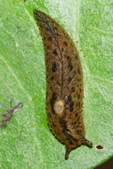Pseudaneitea
