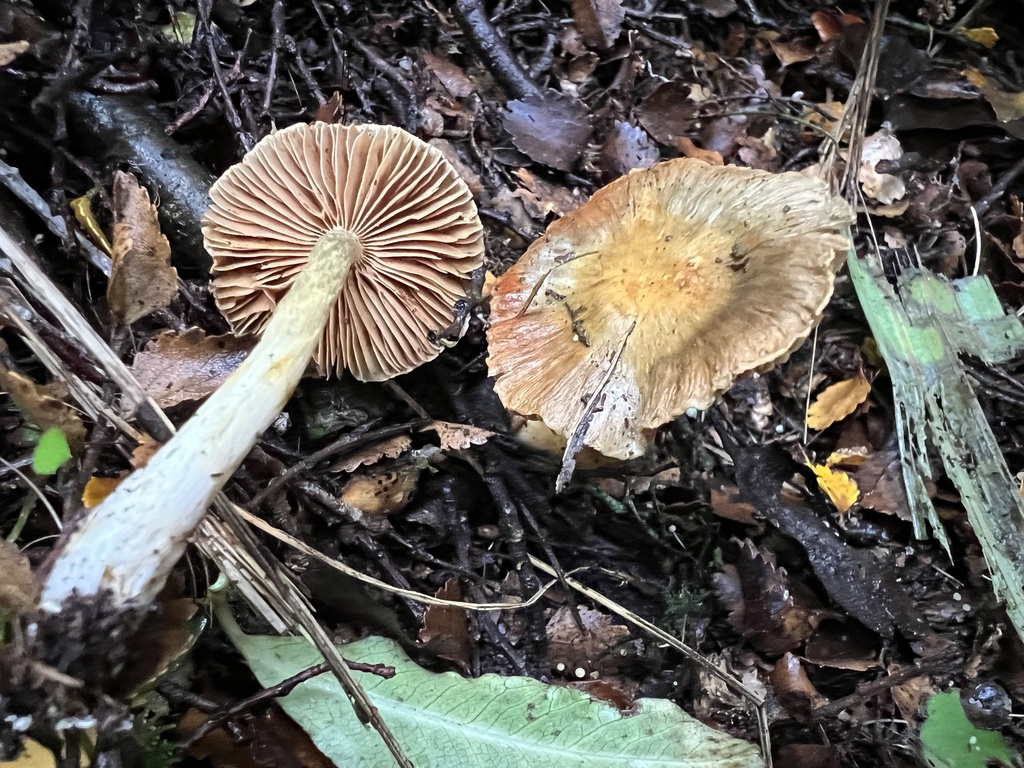 Cortinarius tessiae · May 2025 · photo: © davidorlovich (iNaturalist, cc-by)