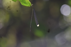 Microstigma