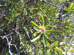 Comarostaphylis polifolia