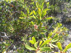Comarostaphylis polifolia