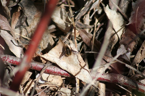 Unknown species found near Bannock County, ID, USA