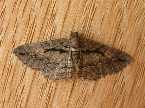 Chrysolarentia plagiocausta (Turner, 1904)