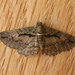 Chrysolarentia plagiocausta - Photo (c) Donald Hobern,  זכויות יוצרים חלקיות (CC BY)