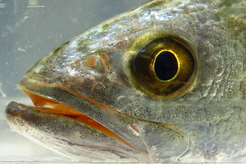 Spotted seatrout (Cynoscion nebulosus) — Sciaenidae — 2