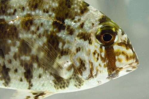 Grass porgy (Calamus arctifrons) — Sparidae