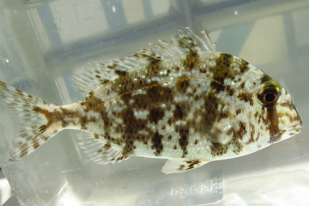 Grass porgy (Calamus arctifrons) — Sparidae