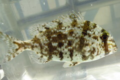 Grass Porgy photo 5