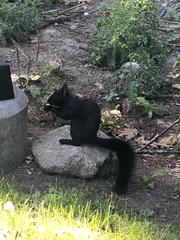 Sciurus carolinensis