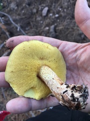 Suillus kaibabensis
