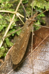 Austrolimnophila crassipes