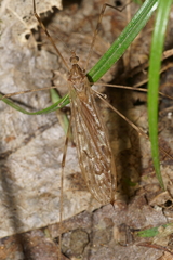 Austrolimnophila crassipes
