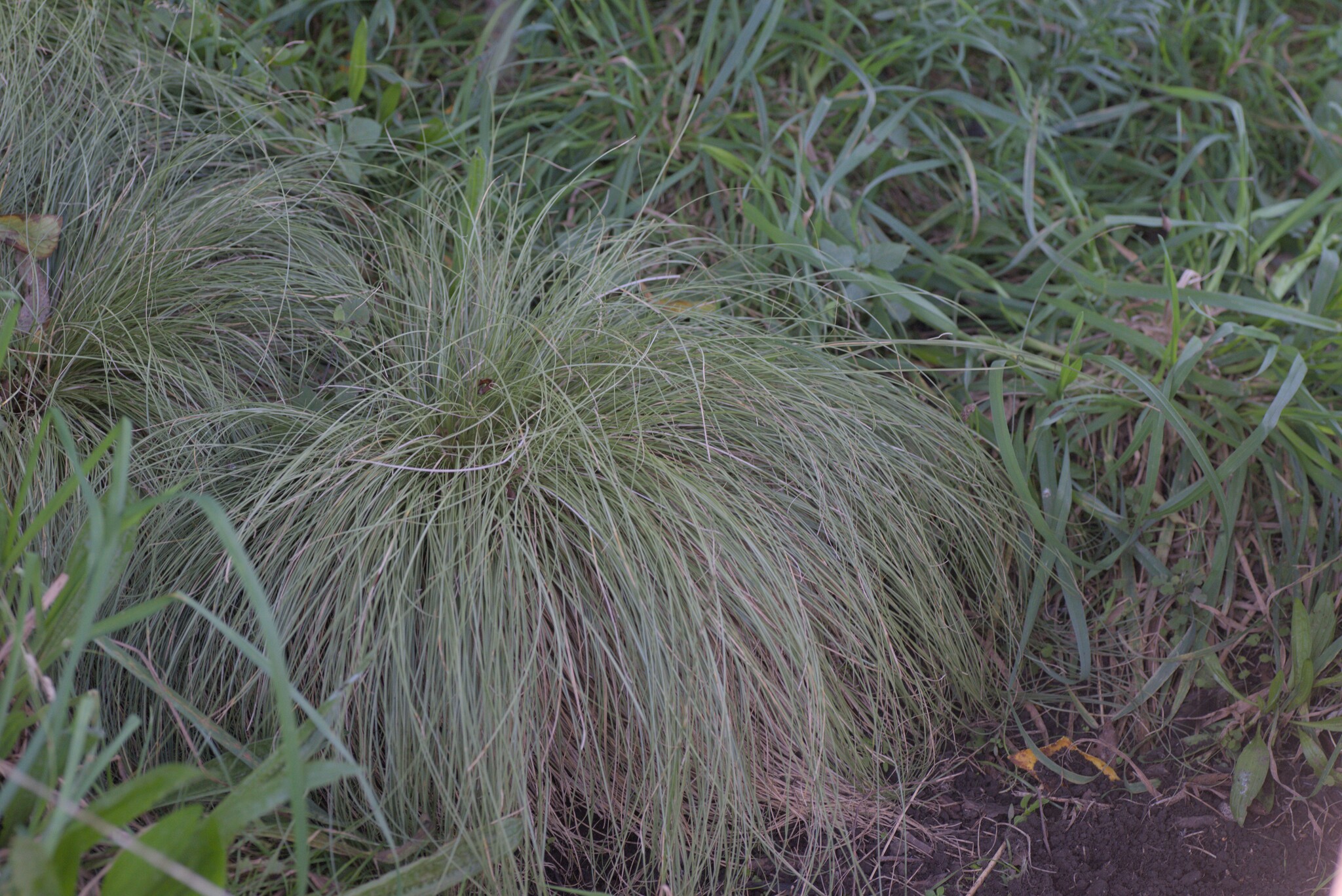 Imagem de Carex comans