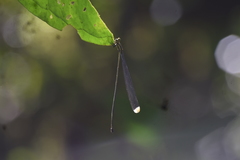 Microstigma