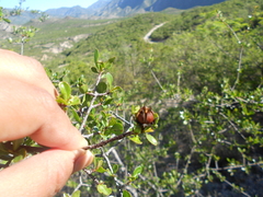 Lindleya mespiloides