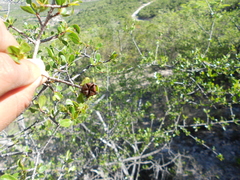 Lindleya mespiloides