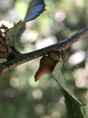 Heteroecus sanctaeclarae