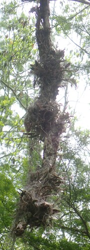 Image of Epidendrum conopseum by (c) mfeaver, some rights reserved (CC BY)
