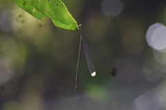 Microstigma