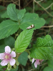 Notocelia uddmanniana