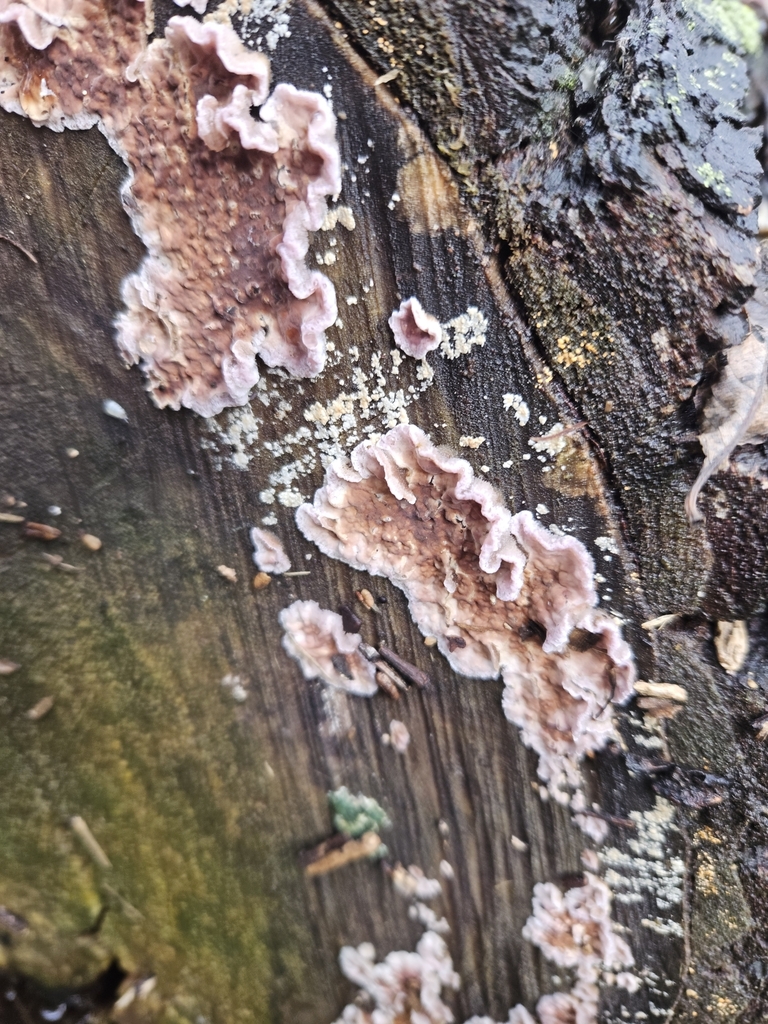 Chondrostereum purpureum · May 2025 · photo: © tyler_mcbeth (iNaturalist, cc-by-nc)