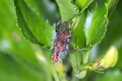 Tapeigaster nigricornis