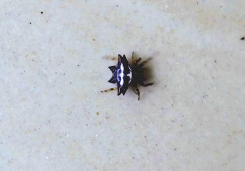 Oriental Spiny Orb-weaver photo 3
