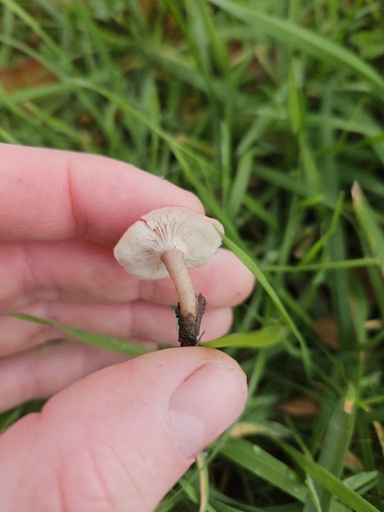 Calocybe carnea · May 2025 · photo: © tyler_mcbeth (iNaturalist, cc-by-nc)