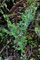 Metrosideros stipularis